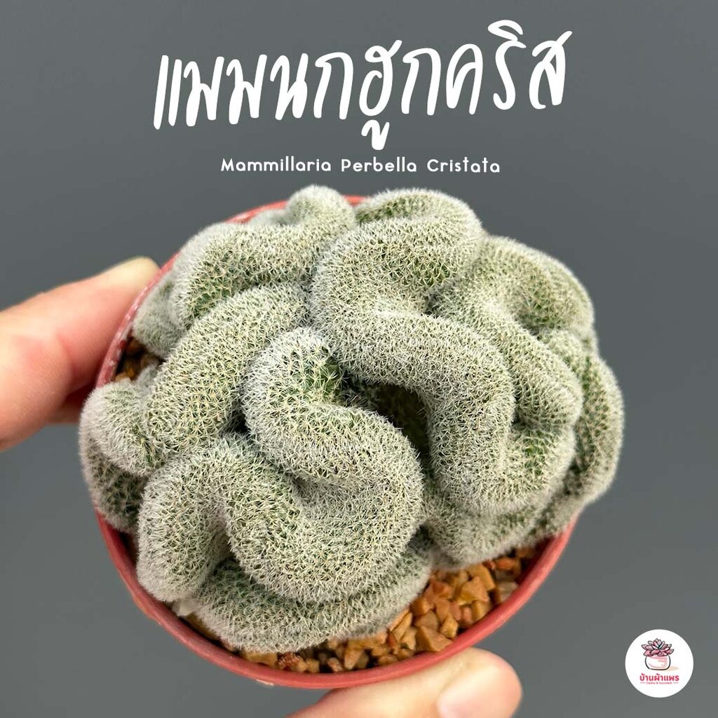แมมนกฮูกคริส Mammillaria Perbella Cristata แคคตัส กระบองเพชร cactus&succulent