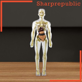 [Sharprepublic] โมเดลโครงกระดูกมนุษย์ สําหรับการเรียนการสอน