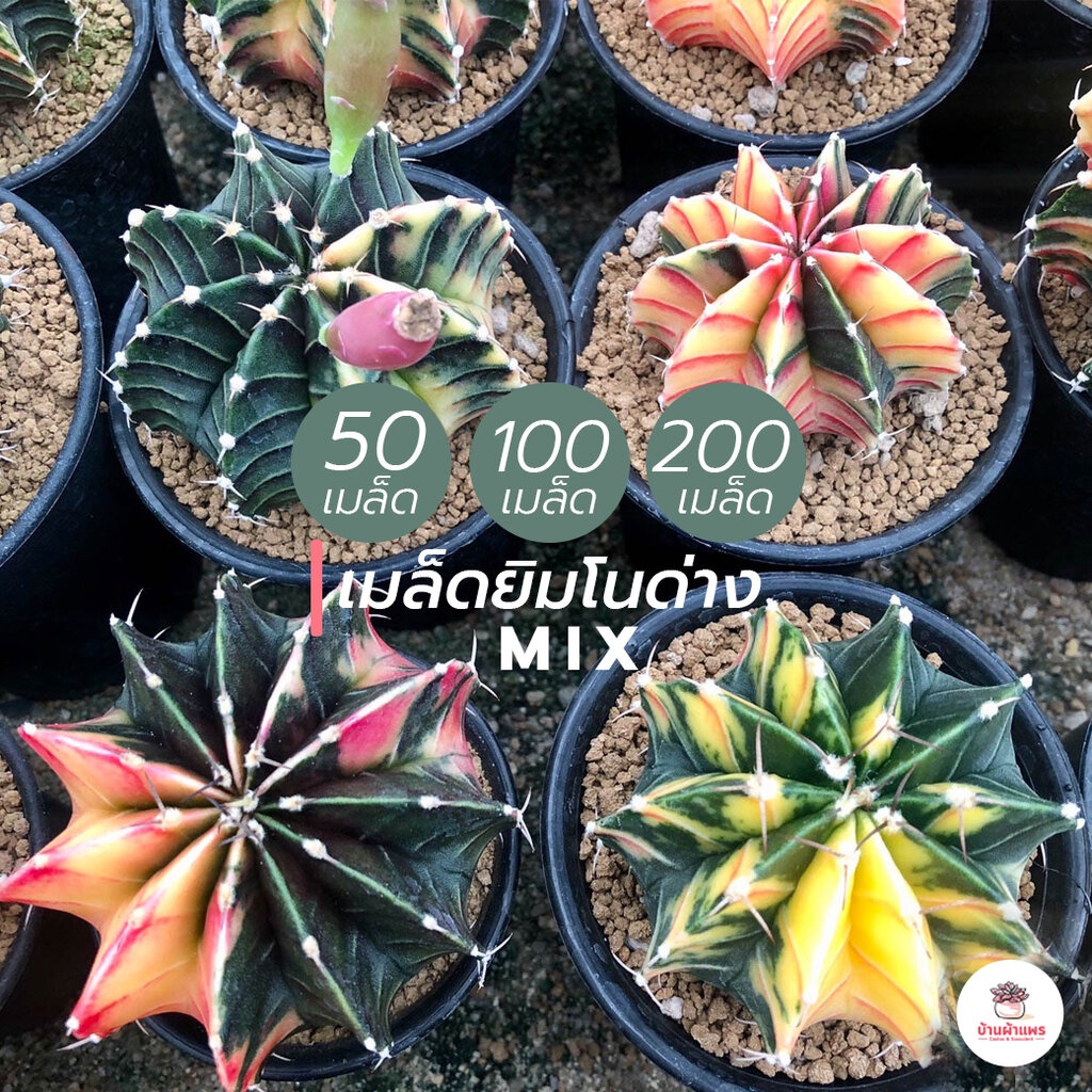 เมล็ดยิมโนด่าง mix แคคตัส กระบองเพชร cactus&succulent