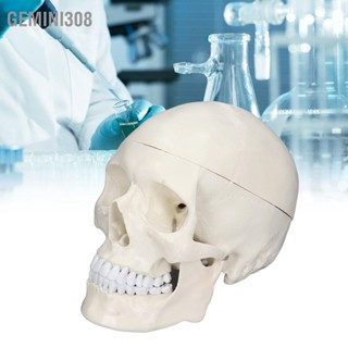 Gemini308 การจำลอง 1:1 Human Head Skull Model ถอด PVC สำหรับหลักสูตรการเรียนรู้กายวิภาคศาสตร์