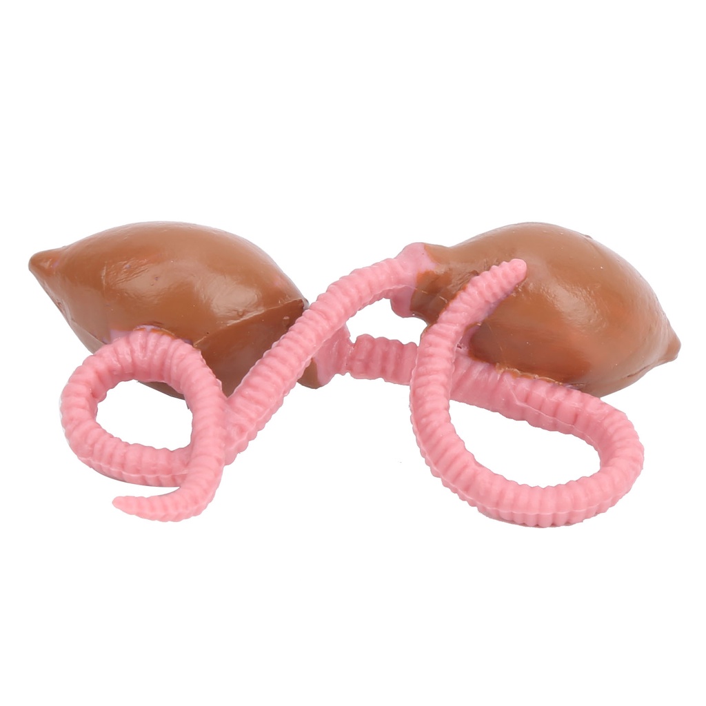 HEO~Earthwarm 4 Stage Growth Cycle Model Life Cycle Models Children Educational Toy