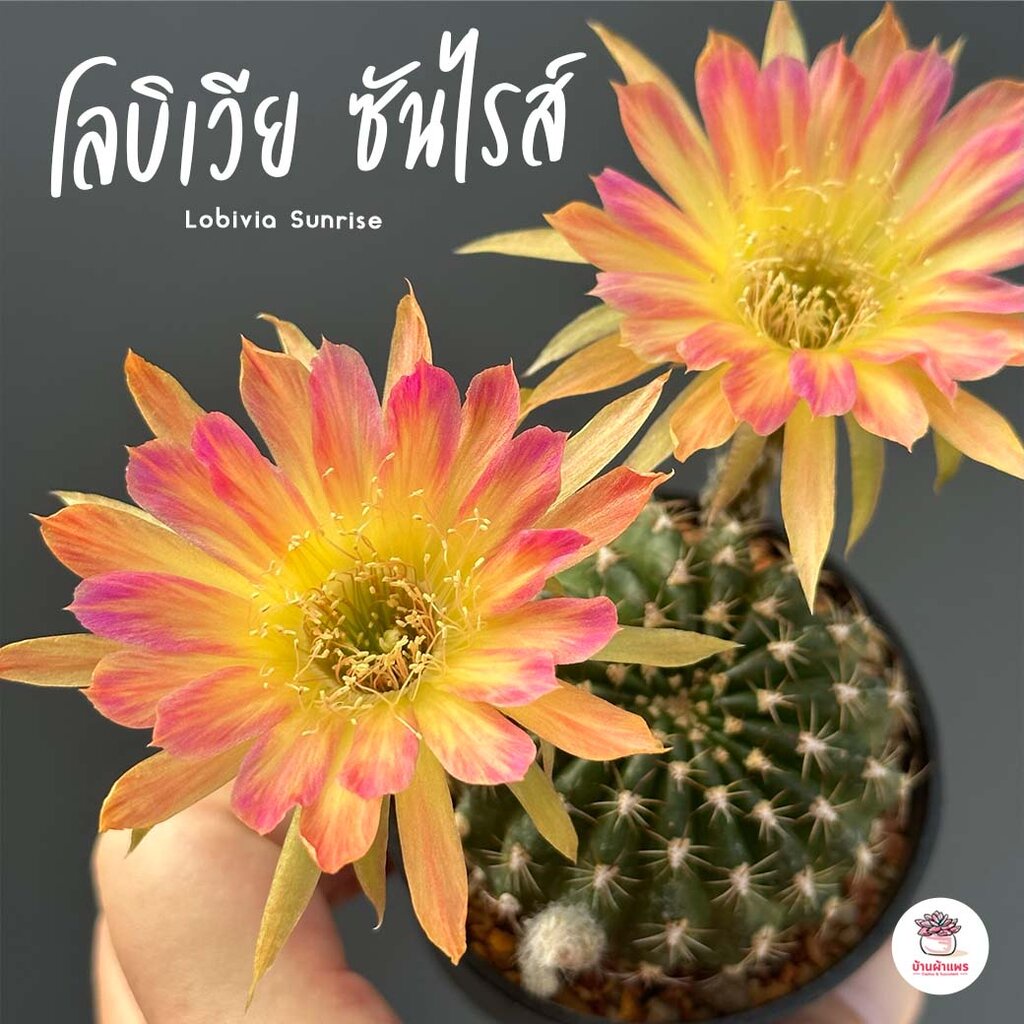 โลบิเวีย ซันไรส์ Lobivia Sunrise แคคตัส กระบองเพชร cactus&succulent