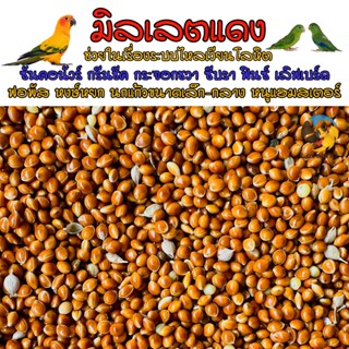 มิลเล็ตแดง Red Millet มิลเลตแดง คัดเกรตAAA อาหารเสริมสำหรับนกและแฮมสตอร์ แบ่งขาย 500-1000 กรัม