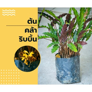 ต้นริบบิ้นแดง (ต้นใหญ่) มงคลรวยลืมจน🍀ดอกเหลือง🌻ต้นคล้าริบบิ้น✌️รูฟิบาร์บา😀ต้นสวยพร้อมลงดิน