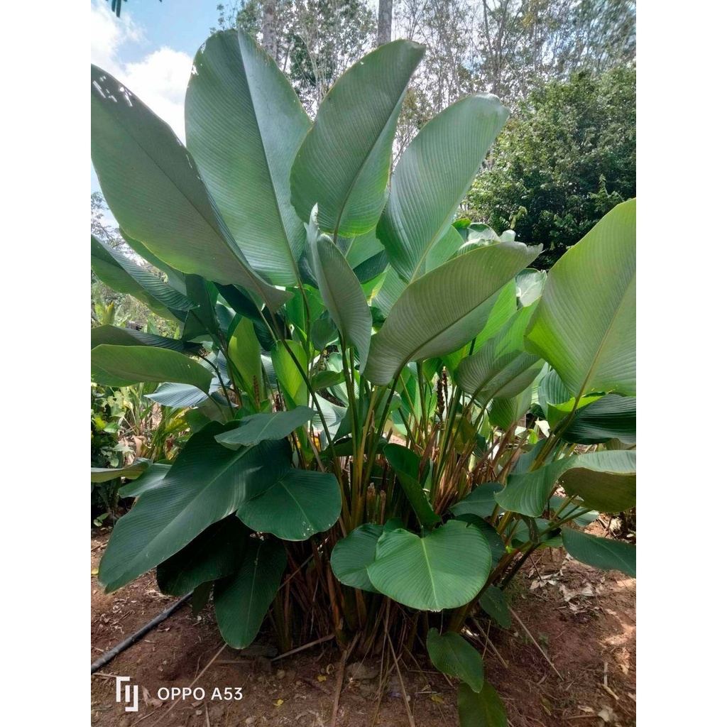 ต้นคล้าซิการ์ (ถอนตัดใบล้างราก) Calathea (Aublet) G. Meyer
ต้นคล้า คล้า