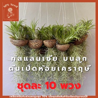 สับปะรดรากอากาศ ทิลแลนเชีย ห้อย เคราฤาษี ในลูกเป็ดครึ่ง ชุดละ 10 พวง