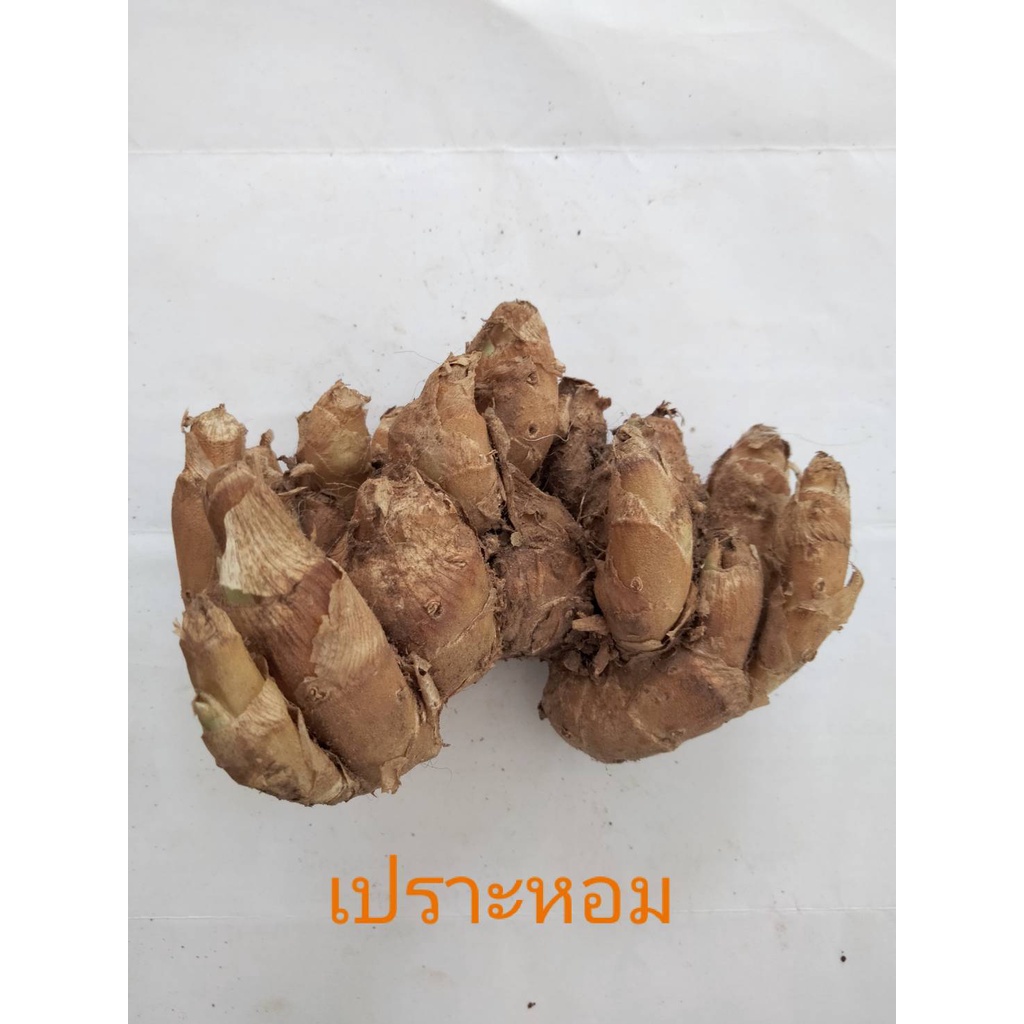 เปราะหอมบ้าน หัว,ต้น(ให้เลือก) ว่านแผ่นดินเย็น หัวว่านเปราะหอม สมุนไพร - รูปที่ 3