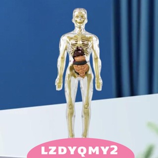 [Lzdyqmy2] โมเดลโครงกระดูกมนุษย์ สําหรับการเรียนการสอน