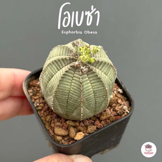 ยูโฟเบีย โอเบซ่า Euphorbia Obesa แคคตัส กระบองเพชร cactus&amp;succulent