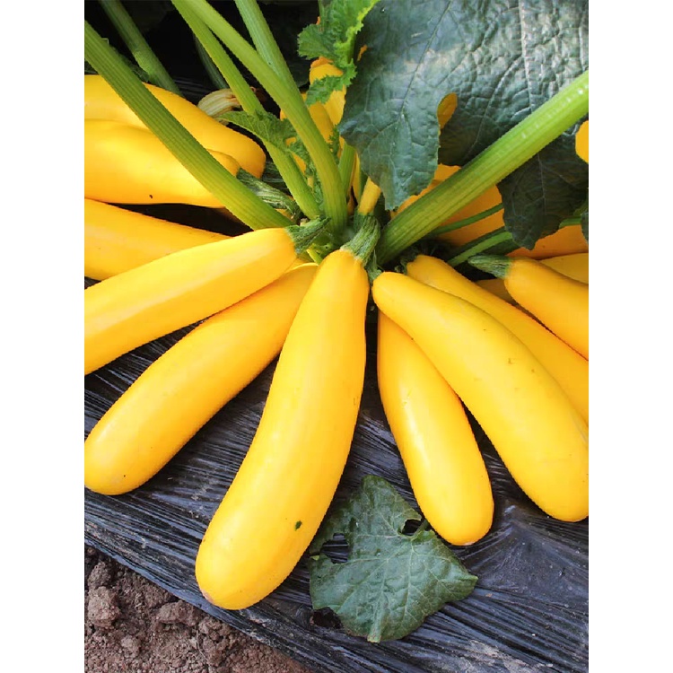Yellow zucchini cultivar 10 seeds