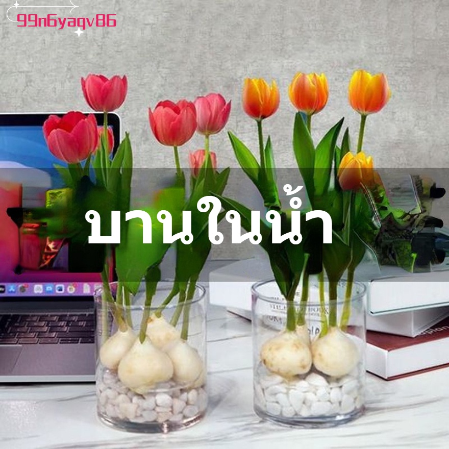 การปลูกดอกทิวลิปพันธุ์ใหญ่: เหมาะสำหรับทั้งในร่มและกลางแจ้ง ปลูกง่ายในกระถาง ดูแลด้วยน้ำทะเลสีเขียว