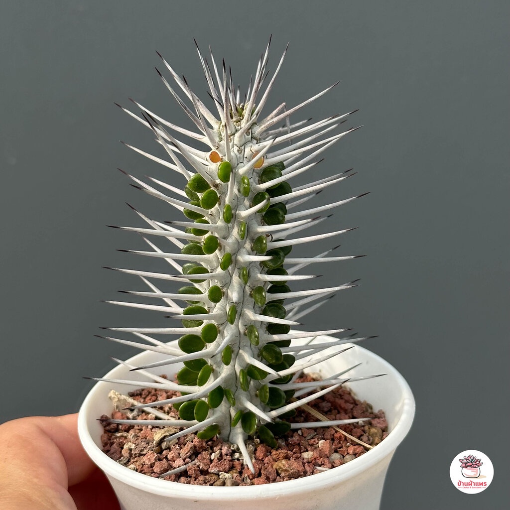 Alluaudia procera แคคตัส กระบองเพชร cactus&succulent