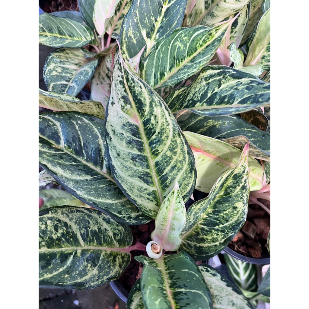 มุมมอง 2