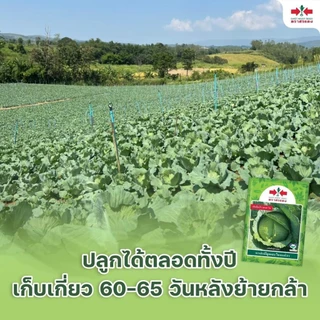 ตราศรแดง EWCOM เมล็ดพันธุ์ กะหล่ำปลีไจแอนท์ 50กรัม ตราศรแดง