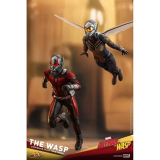  Ht HotToys 1/6 &lt; Ant-Man 2: Wasp Girl &gt; -A-Man 3.0 ตัวต่อเด็กผู้หญิง