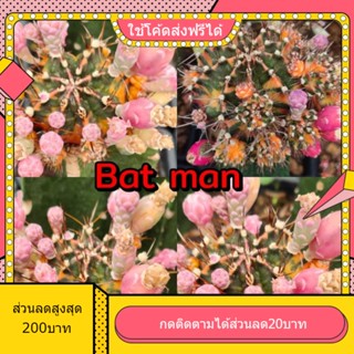 เมล็ด Bat man แบทแมน 1หลอด ได้150เมล็ด+++