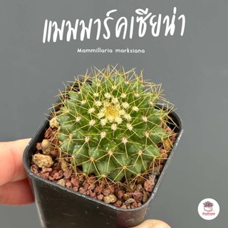 แมมมาร์คเซียน่า Mammillaria marksiana แคคตัส กระบองเพชร cactus&amp;succulent