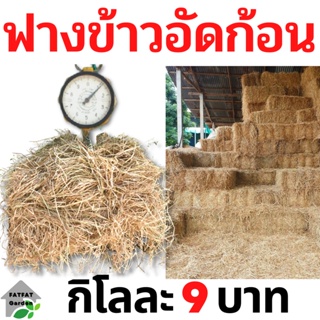 ฟาง ฟางข้าว ฟางข้าวอัดก้อน 1 กิโลกรัม 9 บาท ส่งจากนครปฐม ราคาหน้าสวน สวนมาเอง ไม่ชื้น ไม่เก่า ไม่ราขึ้น