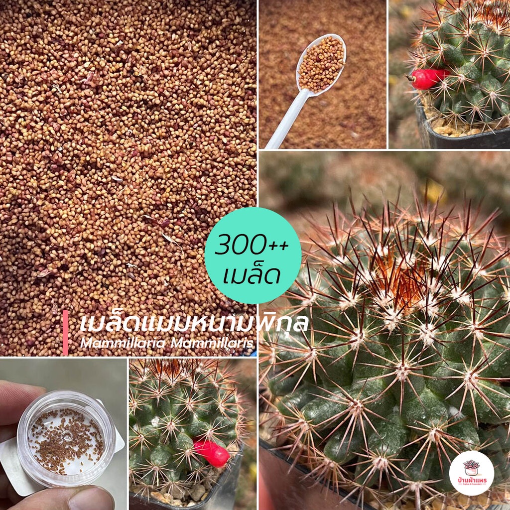 [ 300++ เมล็ด ] เมล็ดแมมหนามพิกุล #โคลนหนามแดง Mammillaria Mammillaris แคคตัส กระบองเพชร cactus&succulent