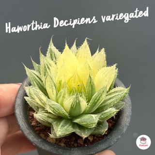 Haworthia Decipiens variegated ฮาโวเทีย ไม้อวบน้ำ กุหลาบหิน cactus&amp;succulentหลากหลายสายพันธุ์