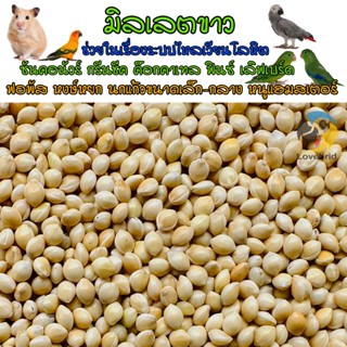 มิลเล็ตขาว White Millet  คัดเกรตAAA อาหารเสริมสำหรับนกและแฮมสตอร์ แบ่งขาย 500-1000 กรัม