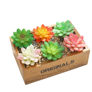 Succulents พืชอัญมณี ขนาดเล็ก กลาง และเล็ก ดอกไม้สีเขียว