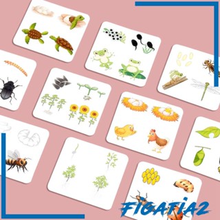 [Figatia2] บอร์ดวงจรปริศนา จับคู่ของเล่น ปาร์ตี้โปรดปราน