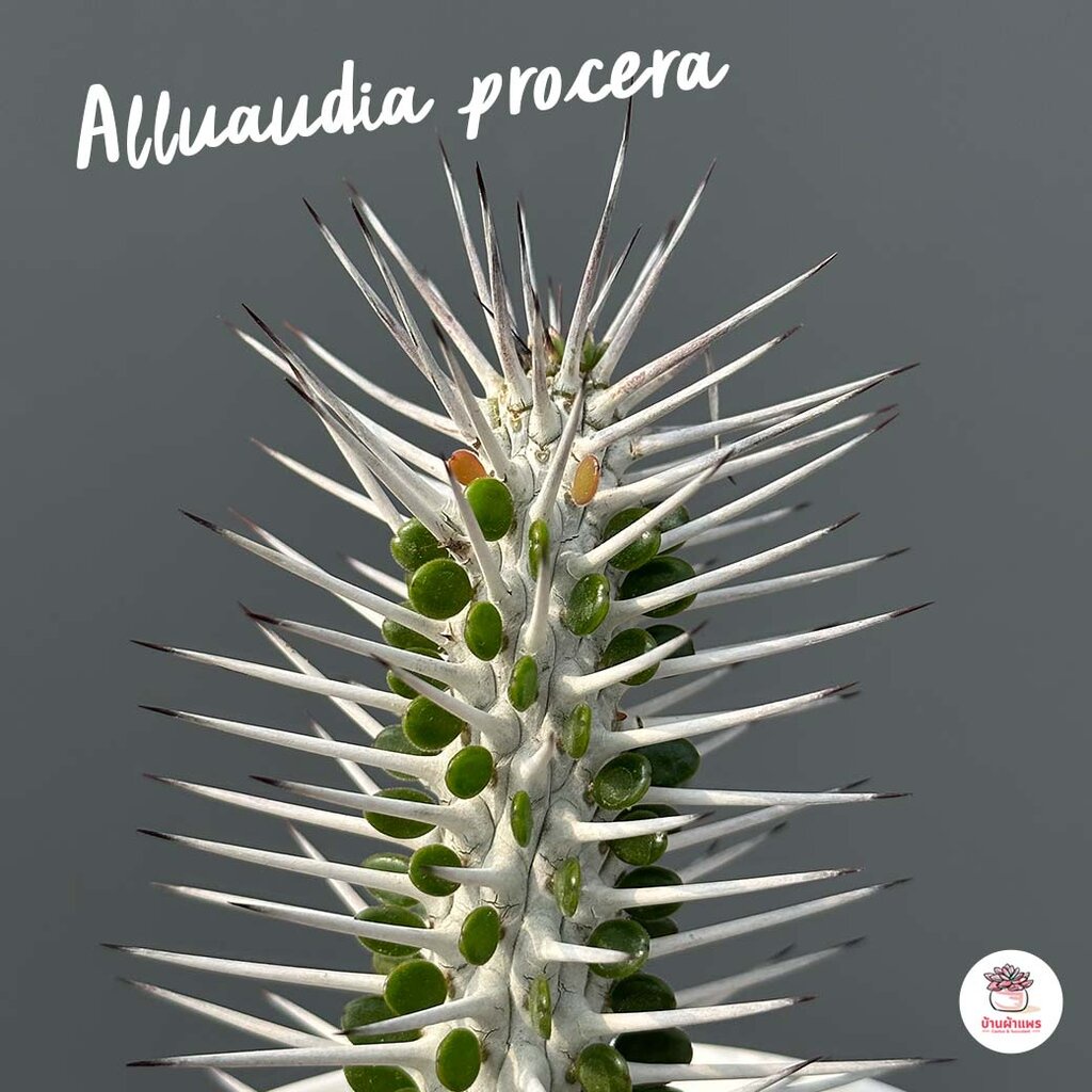 Alluaudia procera แคคตัส กระบองเพชร cactus&succulent