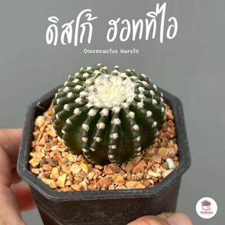 ดิสโก้ ฮอททิไอ Discocactus Horstii แคคตัส กระบองเพชร cactus&amp;succulent