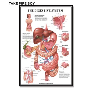 โปสเตอร์ระบบย่อยอาหาร ระบบกายวิภาคศาสตร์ ภาษาอังกฤษ เวอร์ชั่นฝรั่งเศส