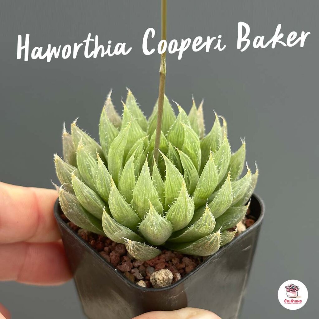 Haworthia Cooperi Baker ฮาโวเทีย ไม้อวบน้ำ กุหลาบหิน cactus&amp;succulentหลากหลายสายพันธุ์