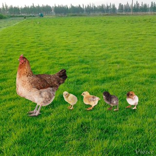 [Viocee] ชุดรูปปั้นไก่ 5 ชิ้น สําหรับตกแต่งสวนหลังบ้าน