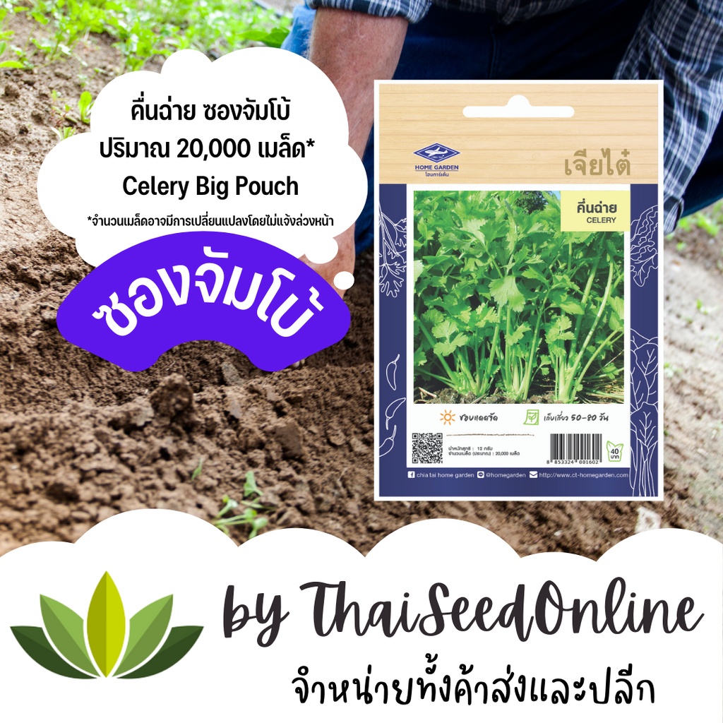 8/69 เมล็ดพันธุ์ คึ่นฉ่าย 20,000 เมล็ด ซองจัมโบ้ เพิ่มปริมาณมากกว่า 3เท่า!! ตราเจียไต๋ Celery คื่นช่าย