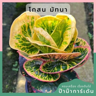 โกสนมัทนา ส่งพร้อมกระถาง 6 นิ้ว