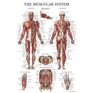 โปสเตอร์ ระบบกล้ามเนื้อกายวิภาคศาสตร์ แบบสองด้าน