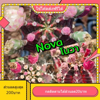 เมล็ด Nova โนวา 1หลอด ได้150เมล็ด+++