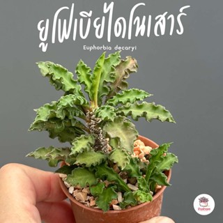 ยูโฟเบียไดโนเสาร์ #กระถาง2.5นิ้ว Euphorbia decaryi แคคตัส กระบองเพชร cactus&amp;succulent