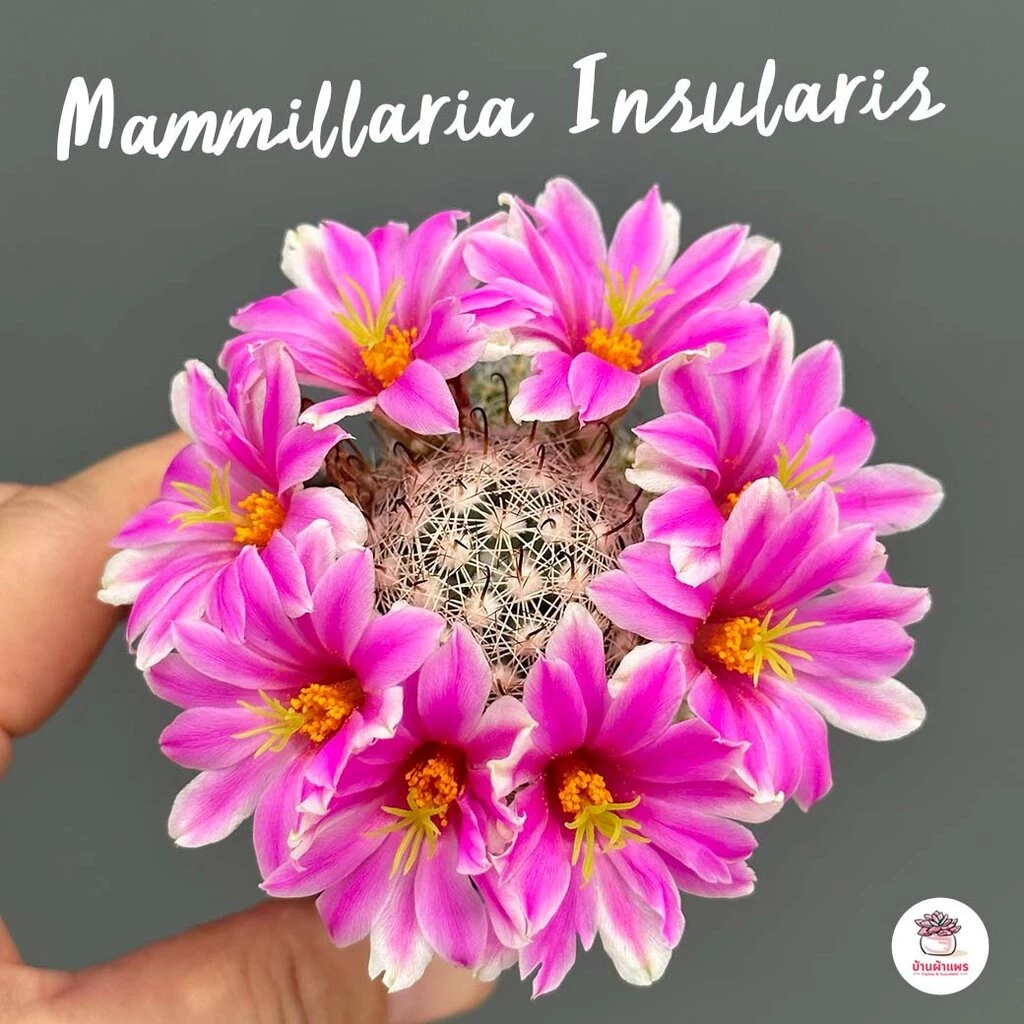 Mammillaria Insularis แคคตัส กระบองเพชร cactus&succulent