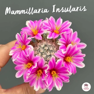 Mammillaria Insularis แคคตัส กระบองเพชร cactus&succulent