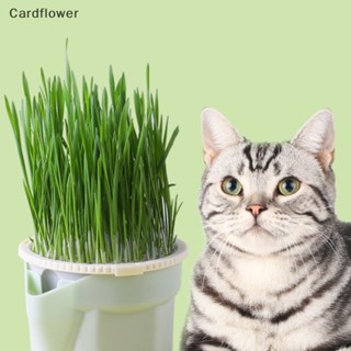 &lt;Cardflower&gt; กล่องหญ้าเทียม สีตัดกัน สําหรับแมว