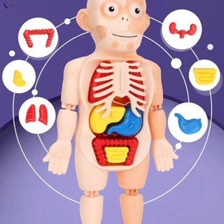 ของเล่นออร์แกนร่างกาย เพื่อการเรียนรู้เด็ก