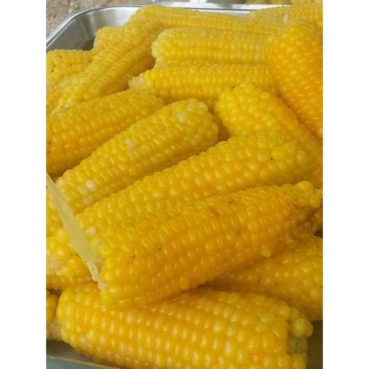จำนวน 150 เม็ด/ซอง เมล็ดพันธุ์ข้าวโพดเทียนเหลือง หวาน มัน เหนียว หนึบ อร่อย .