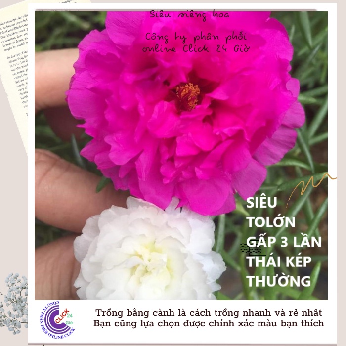 [BLOOM ALL DAY] ️1Kel of Thai Ten Oclock Flower Seeds Double Super Huge Flowers Ten OClock Bonsai Fl