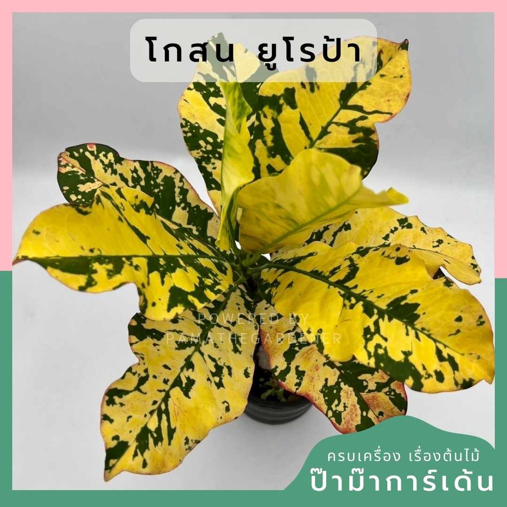 โกสนยูโรป้า ส่งพร้อมกระถาง 6 นิ้ว