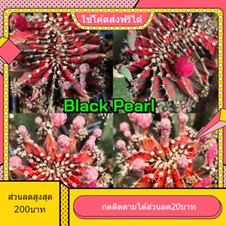 เมล็ด Black pearl คริสตาต้า 1หลอด ได้150เมล็ด+++