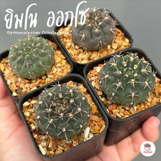 ยิมโน ออกโซ Gymnocalycium Ochoterenae แคคตัส กระบองเพชร cactus&amp;succulent