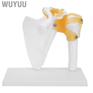 Wuyuu 1:1 Life-Size Human Shoulder Joint Model  With Liga.