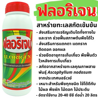 ฟลอริเจน Florigen สาหร่ายทะเลเข้มข้นจากนอร์เวย์ เร่งแตกตา แตกราก ติดดอก ออกผล ส่งเสริมการเจริญเติบโต ช่วยฟื้นสภาพต้นพืช