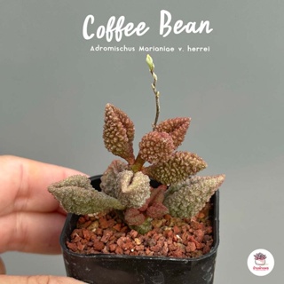 Adromischus Marianiae v. herrei ( Coffee Bean ) ไม้อวบน้ำ กุหลาบหิน Cactus&amp;Succulent หลากหลายสายพันธุ์