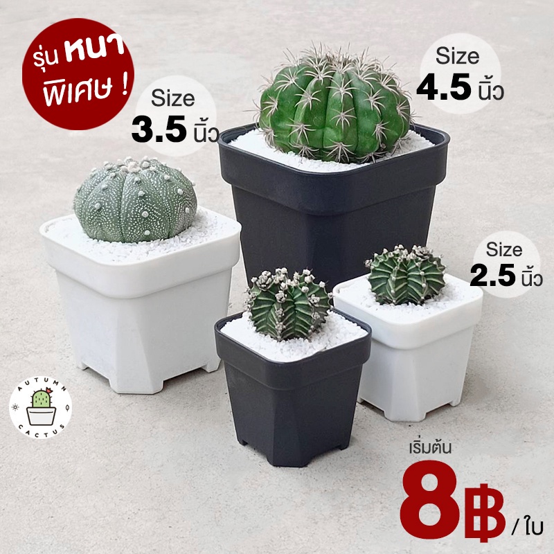⬛️ 🌵 กระถางแคคตัส กระถางกระบองเพชร กระถางพลาสติก ทรงสี่เหลี่ยม ขนาด 2.5 นิ้ว 🌵 ⬜️